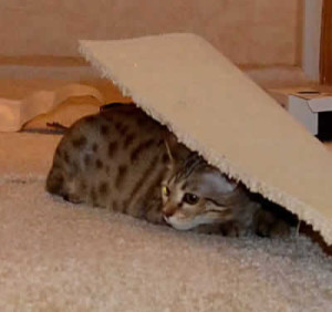 maggie savannah cat 1e