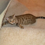 maggie savannah cat 1f