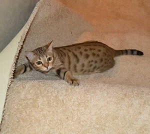 maggie savannah cat 1f