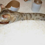 maggie savannah cat 1g