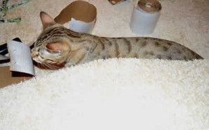 maggie savannah cat 1g