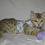 maggie1a Savannah Cat