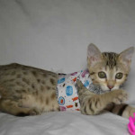 maggie1b Savannah Cat