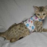 maggie1c Savannah Cat