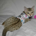 maggie1d Savannah Cat