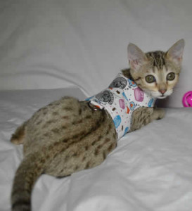 maggie1d Savannah Cat