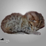 savannah cat maggie1b