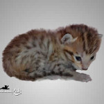 savannah cat maggie1c