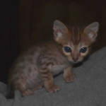 savannah cats maggie1b