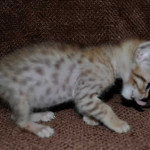 savannah cats maggie1d