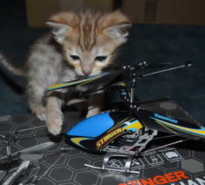 savannah cats maggie1e