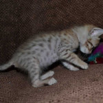 savannah cats maggie1g