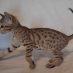 savannah kitten maggie1a