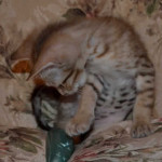 savannah kitten maggie1b