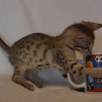 savannah kitten maggie1c