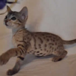 savannah kitten maggie1d