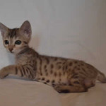 savannah kitten maggie1e