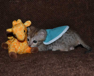 savannah kittens maggie1a