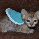 savannah kittens maggie1b