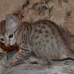 savannah kittens maggie1c