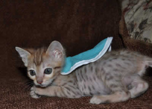 savannah kittens maggie1d