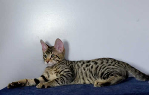 f6-savannah-kittens-vm21231d