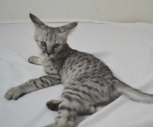 f2-savannah-kittens-ocm0203a