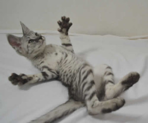 f2-savannah-kittens-ocm0203b