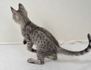 f2-savannah-kittens-ocm0203c