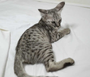 f2-savannah-kittens-ocm0203d