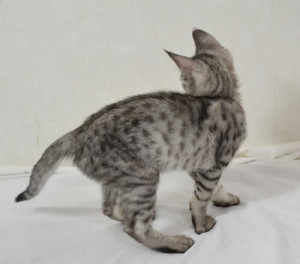 f2-savannah-kittens-ocm0203e