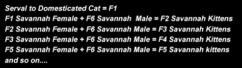 savannah-cat-F-generations-explained