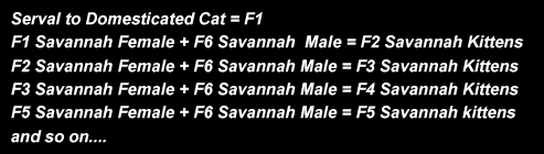 Savannah Cat Chart