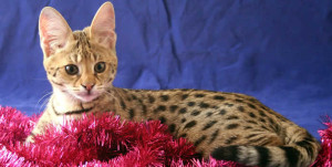 savannah kittens geo