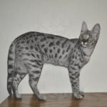 Savannah Cats Twister