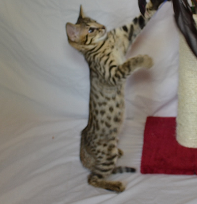 Savannah Kittens Jumping