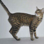 F7 Savannah Kittens rm2