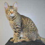 Savannah Cat Stud 1c