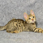 F6 Savannah Kittens for Sale a
