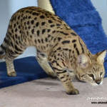 Brown Spotted Tabby Savannah Kittens