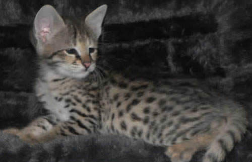 F2 Savannah Kittens Amanukats