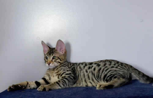 Amanukats Savannah cats and kittens