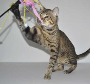 F5 Savannah Kittens Daddy