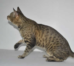 F5 Savannah Kittens Daddy a