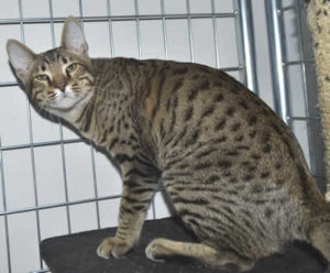 F5 Savannah Kittens Daddy b