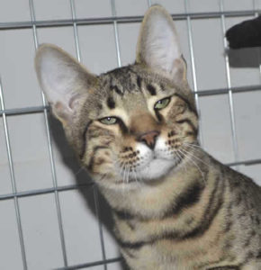 F5 Savannah Kittens Daddy c