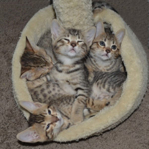 f5-savannah-kittens-cutenelly