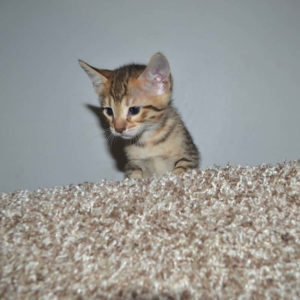 f5 savannah kittens nf1a
