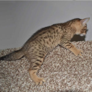 f5 savannah kittens nf1b