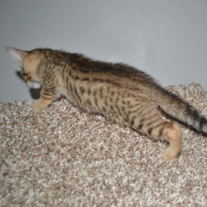 f5 savannah kittens nf1c